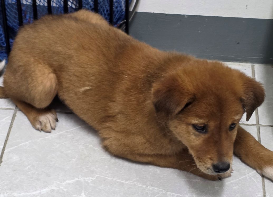 보호중 믹스견의 가…